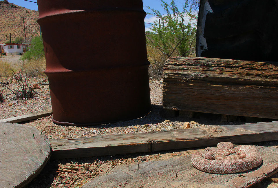 Speckled Rattlesnake